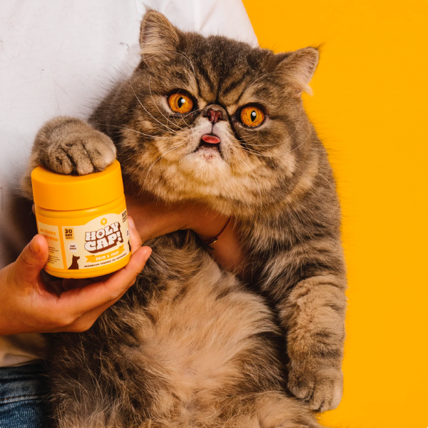 Holy Cap Skin and Coat