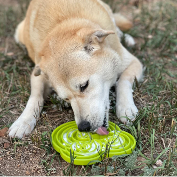 Water Frog Enrichment Tray