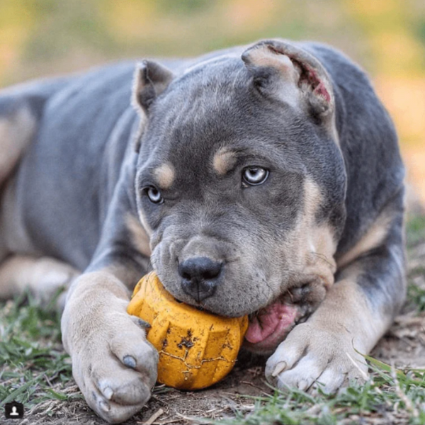 ID Gear Durable Treat Holder and Chew Toy