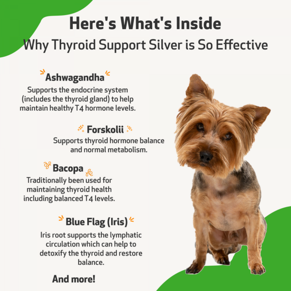 Thyroid Support Silver (Hypothyroid) - Dogs