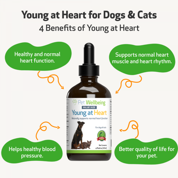 Young at Heart (Healthy Heart) - Cats