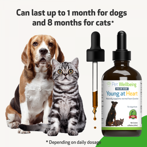 Young at Heart (Healthy Heart) - Cats