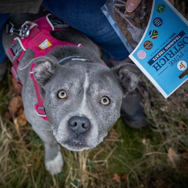 Pure Ostrich Training Treats