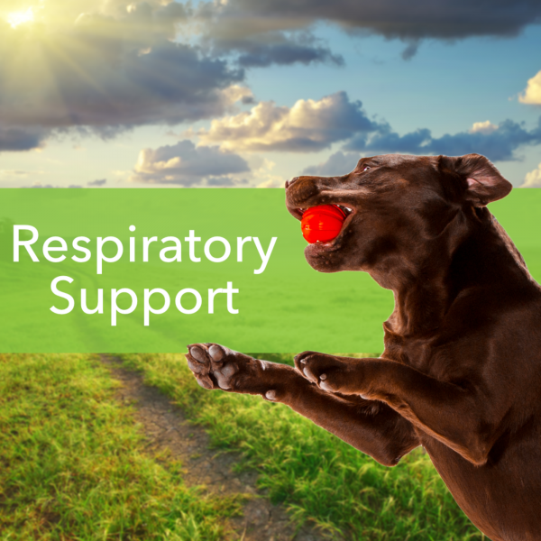 Throat Gold (Soothes Throat Irritation) - Dogs