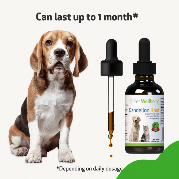 Dandelion Root (Digestive & Liver Support) - Dogs