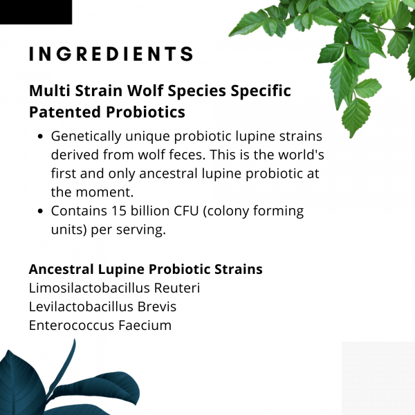 The Wolf | Species Appropriate Probiotic