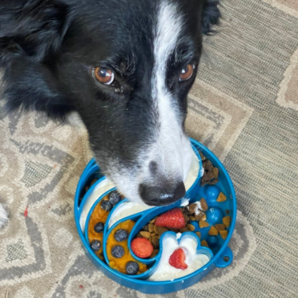 Wave Enrichment Slow Feeder Bowl for Dogs