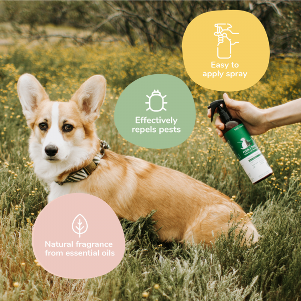 Natural Flea & Tick Repel Spray for Dogs (Lavender)