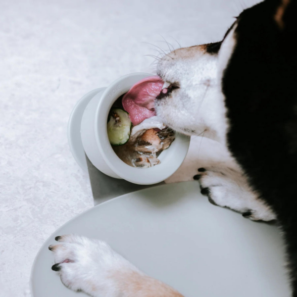 CHEWDEN Set Trove + Base